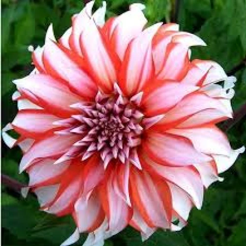 Dolly H